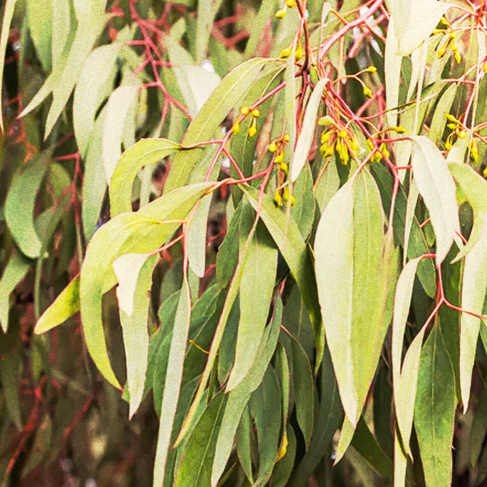 Eucalyptus