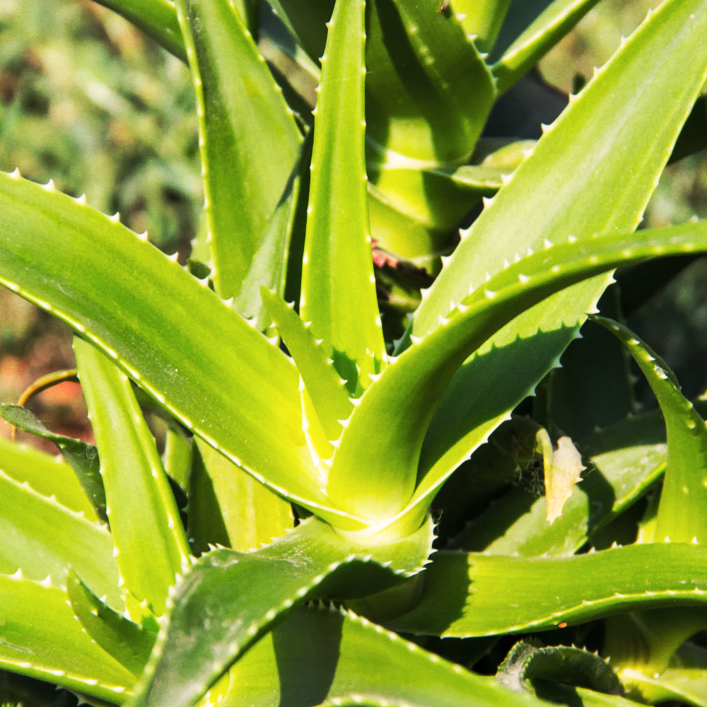 Aloe