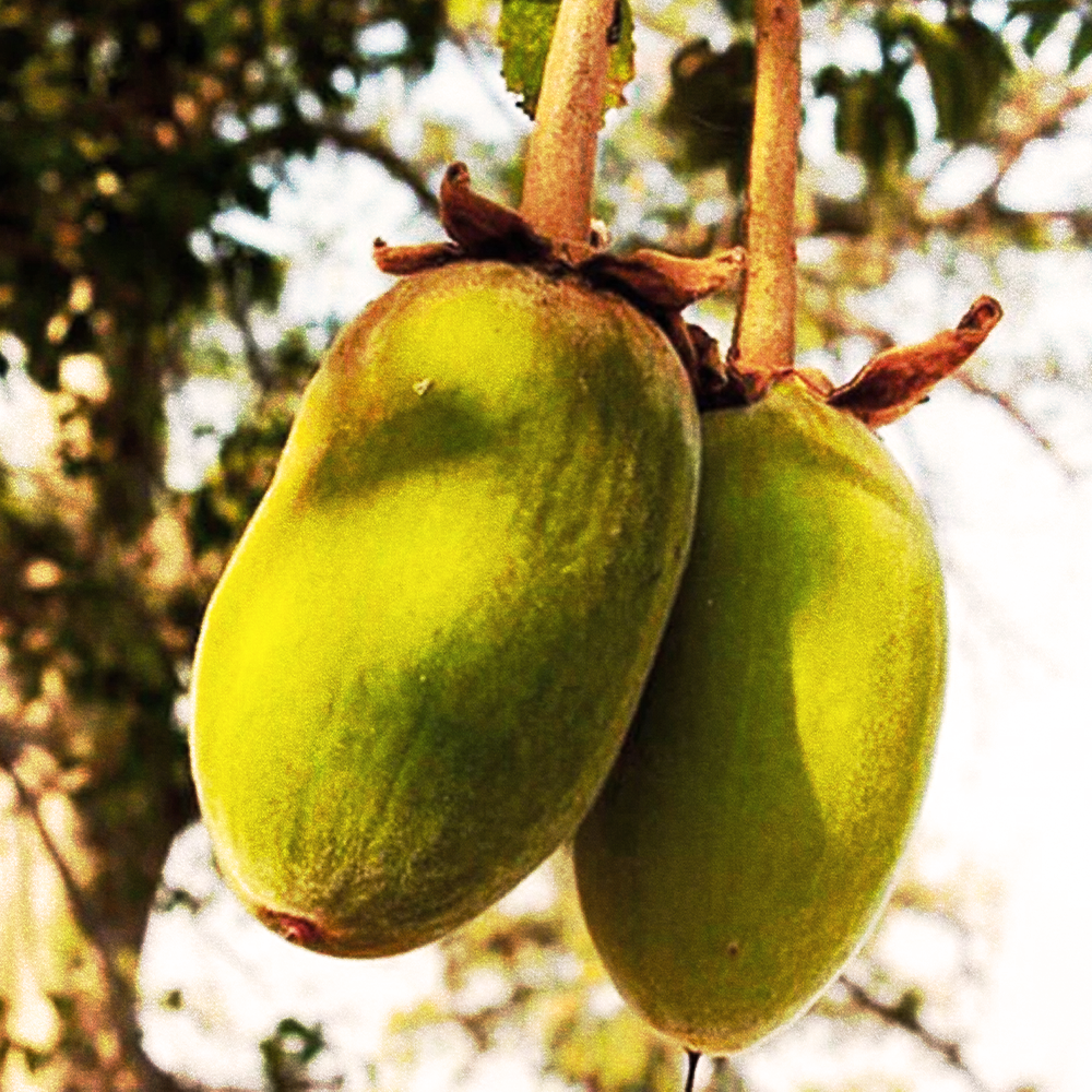 Baobab