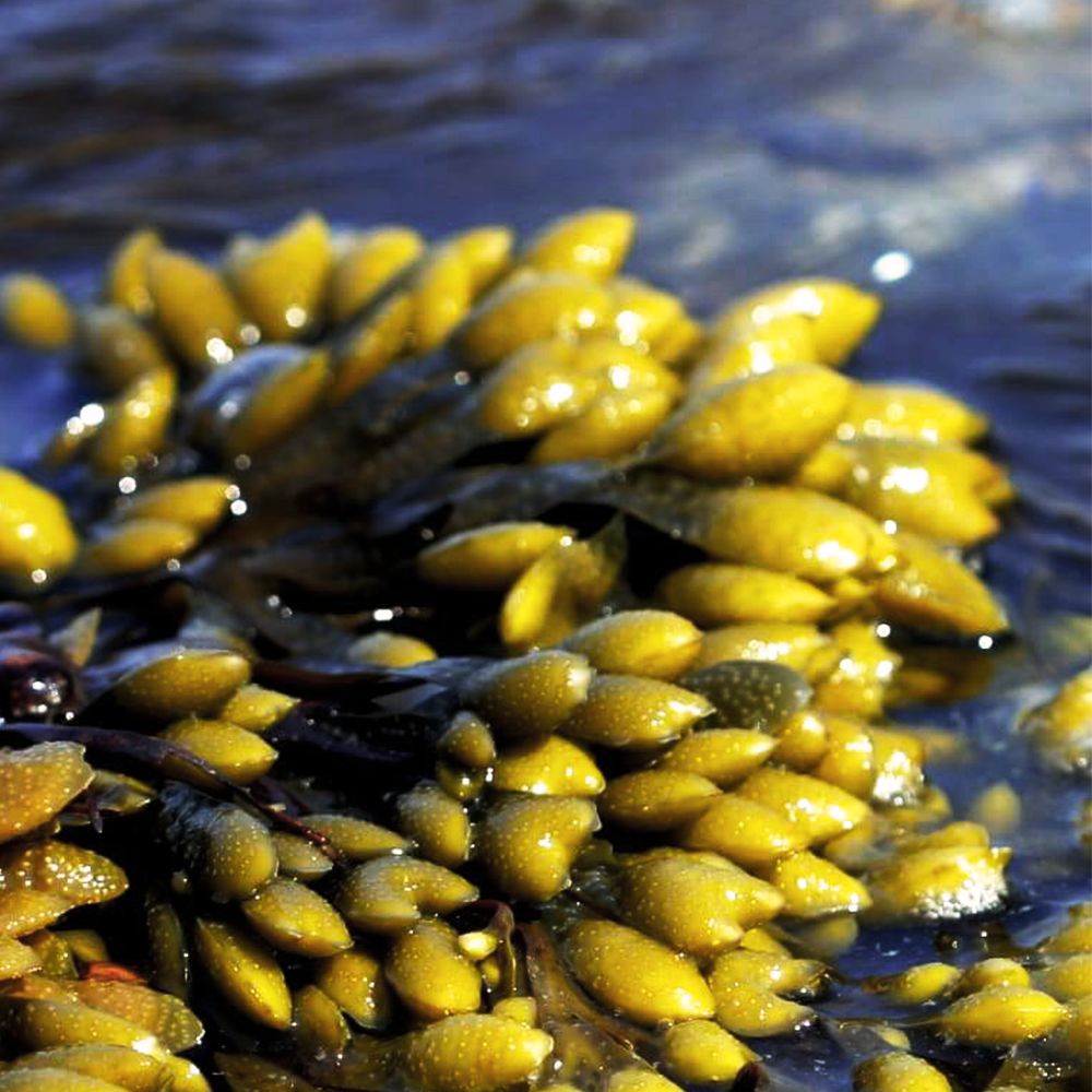 Bladderwrack Seaweed
