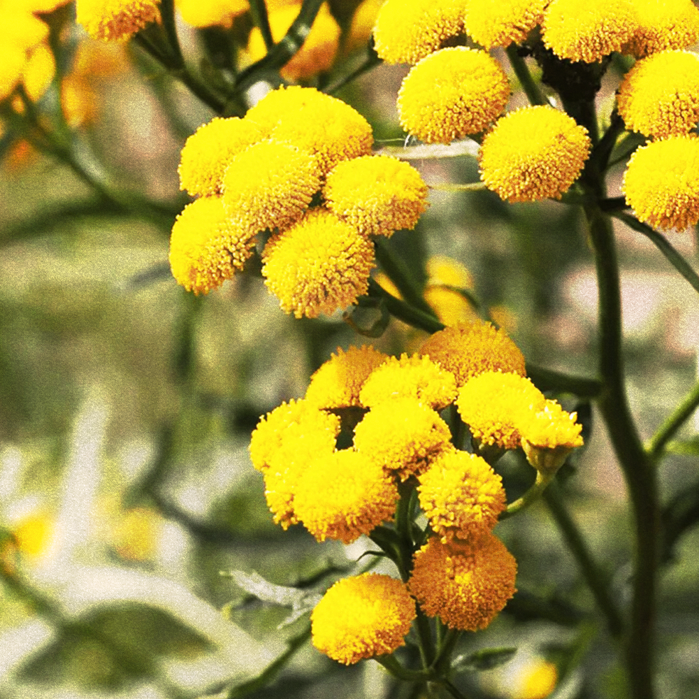 Blue Tansy