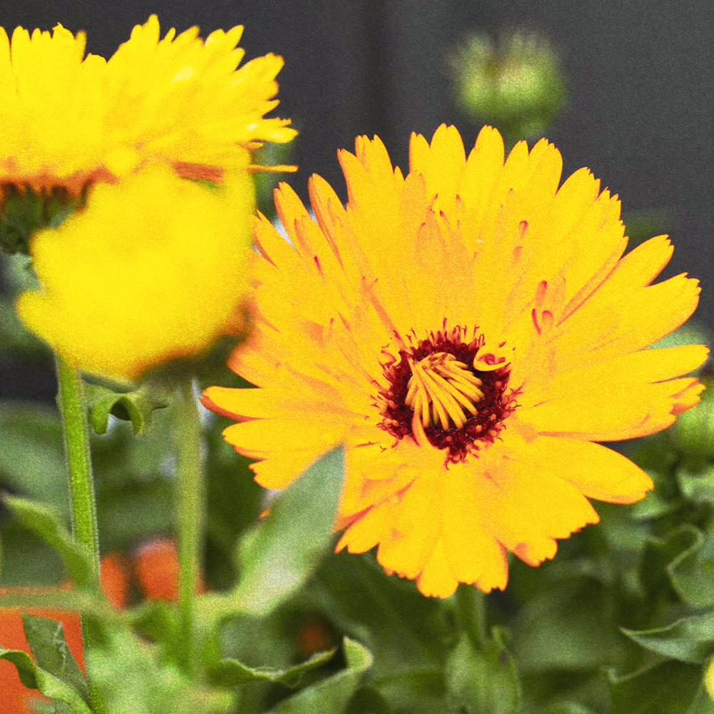 Calendula