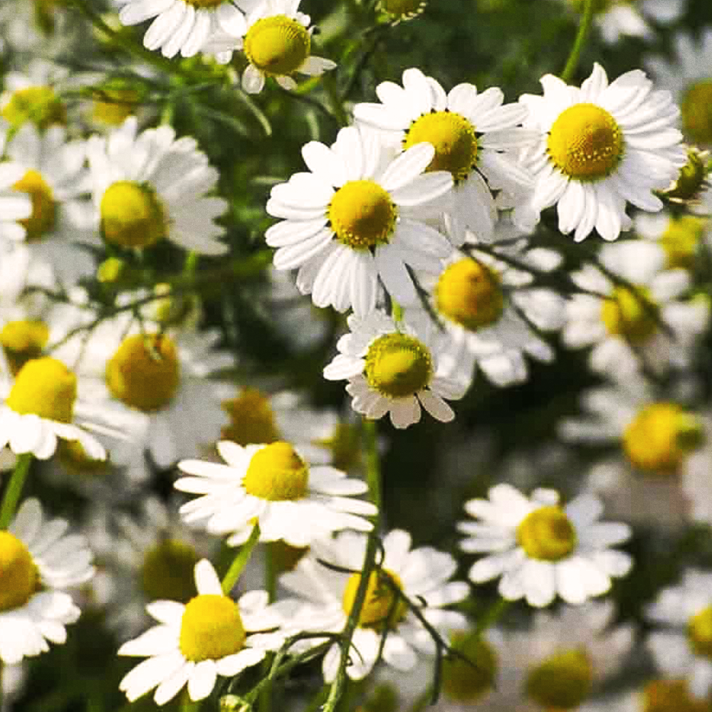 Chamomile