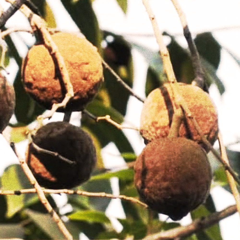 Chaulmoogra
