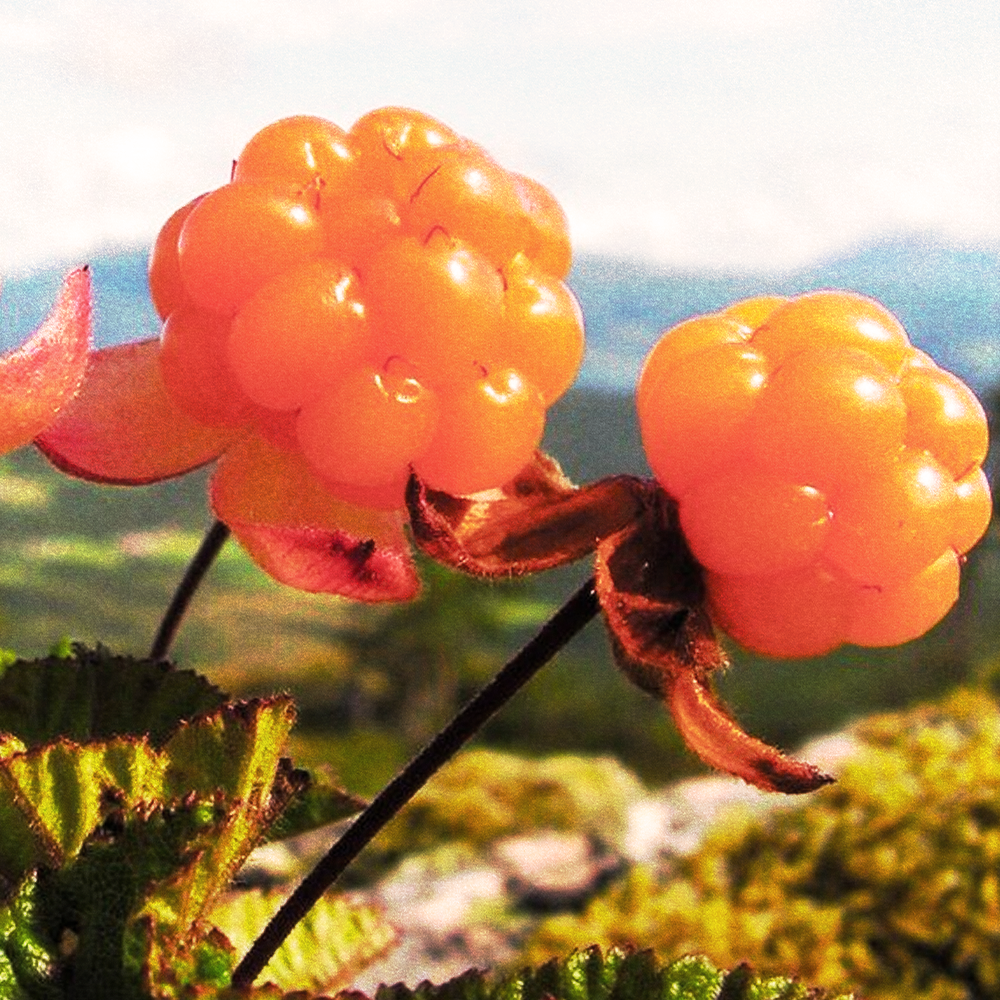Cloudberry
