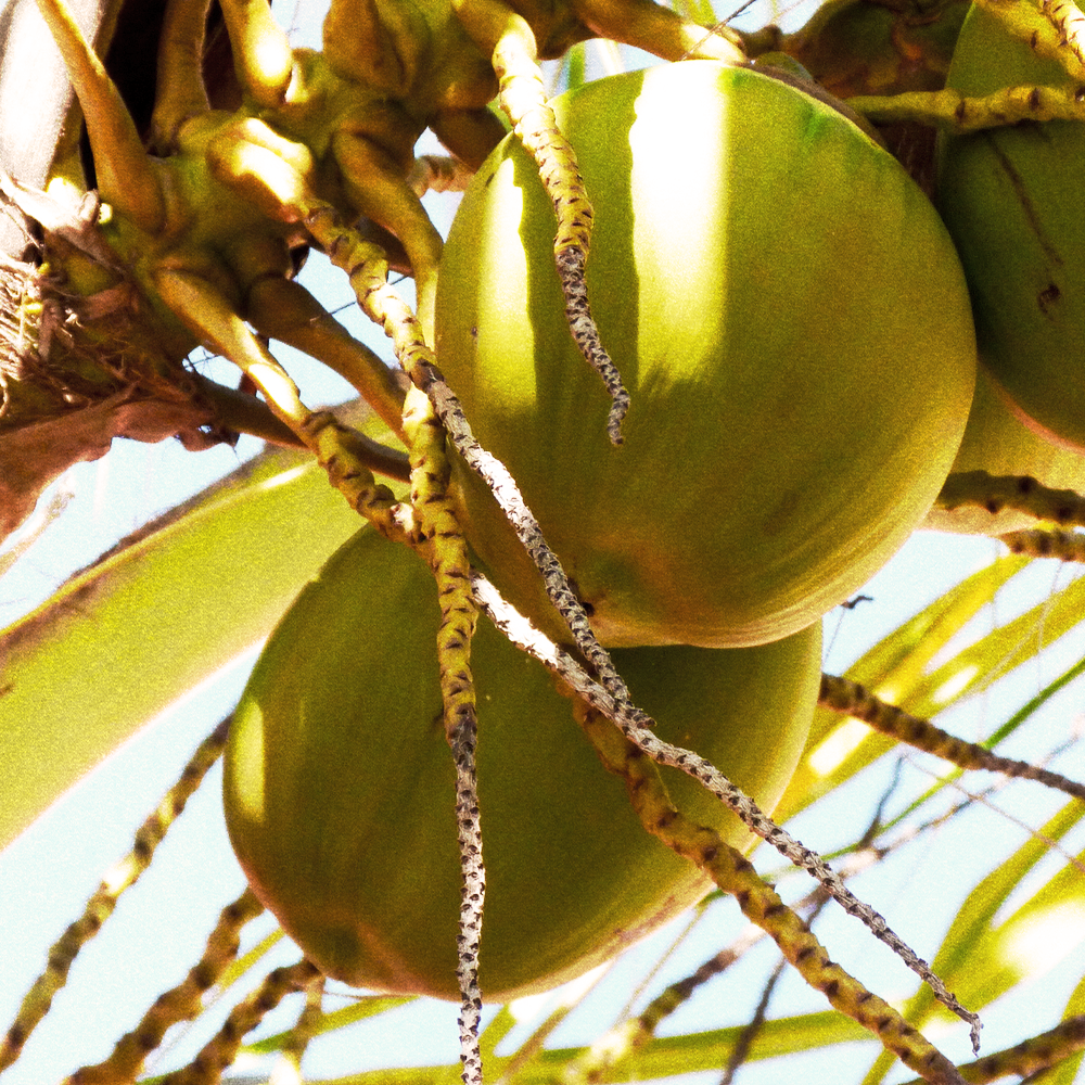 Fractionated Coconut
