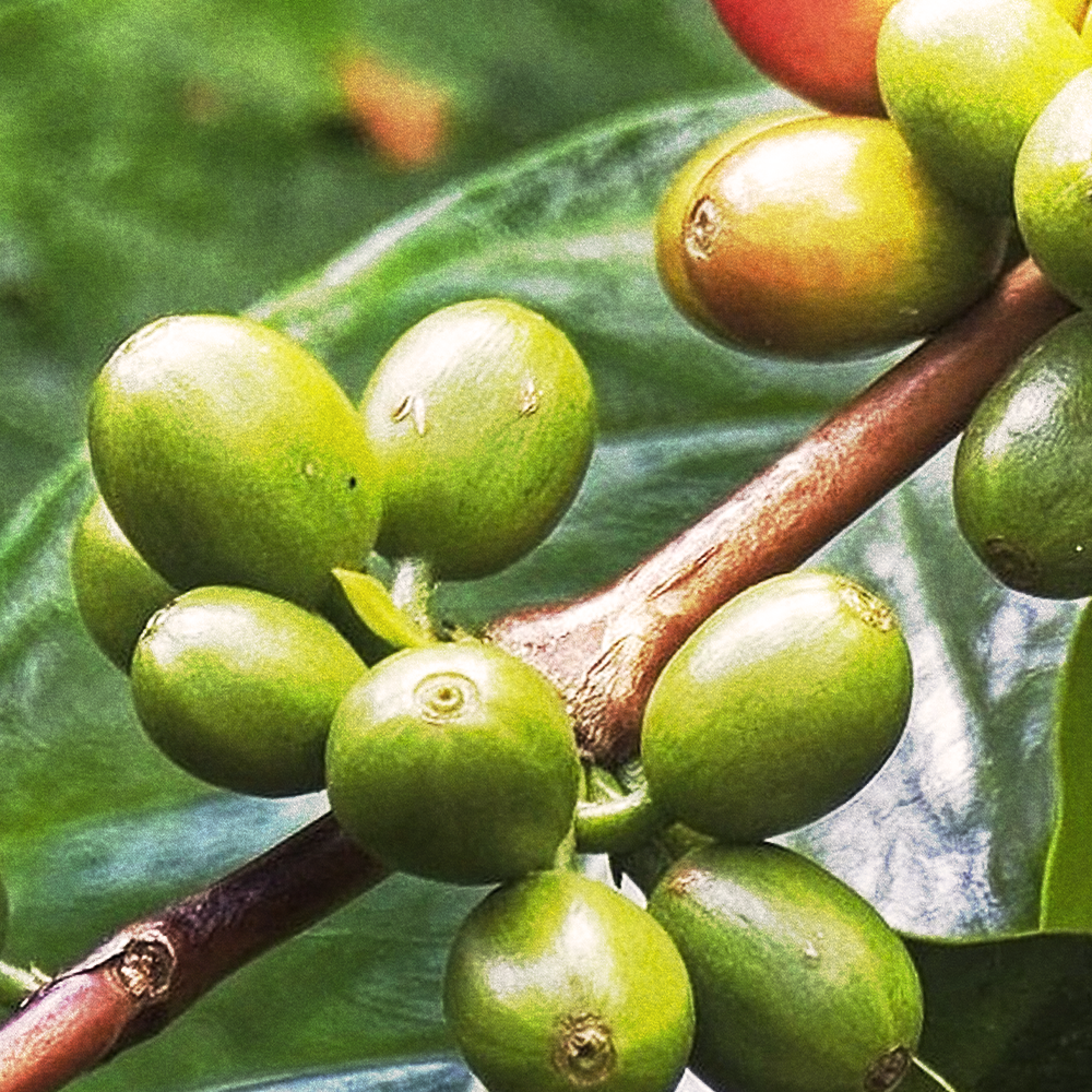 Green Coffee