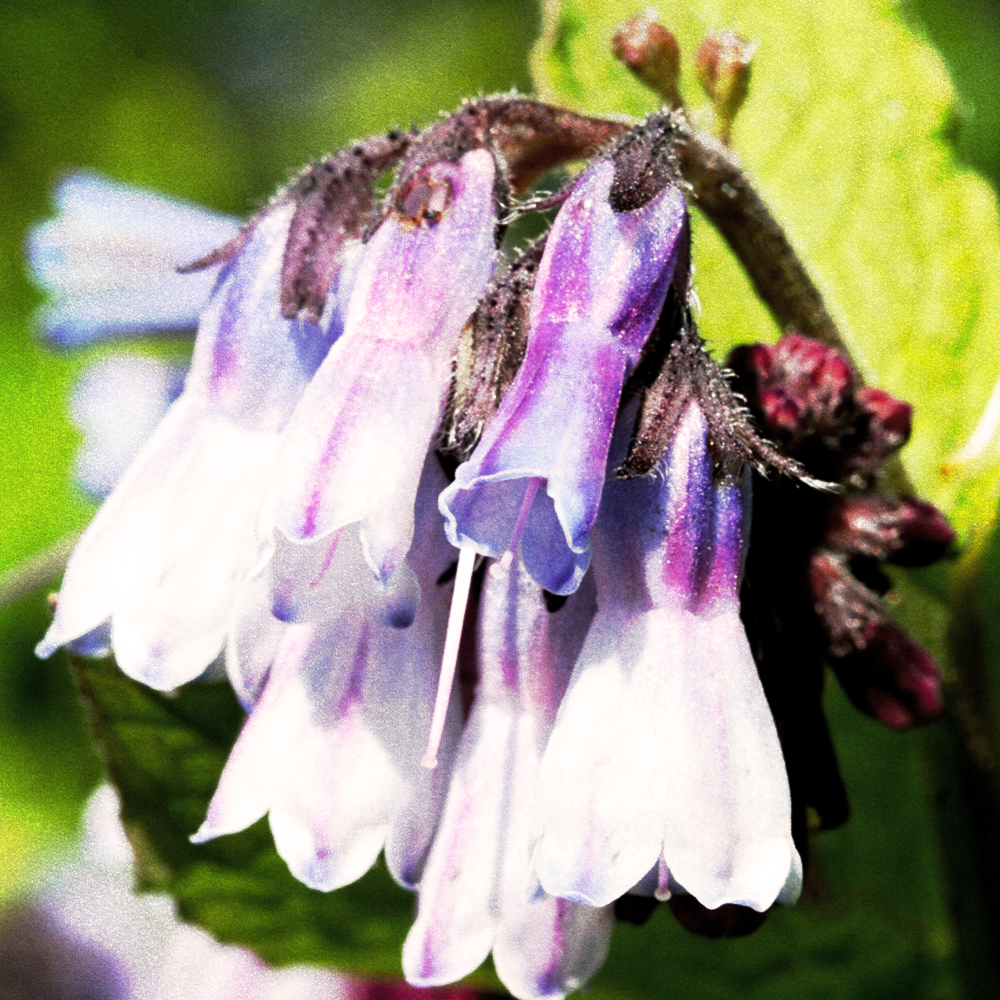 Comfrey
