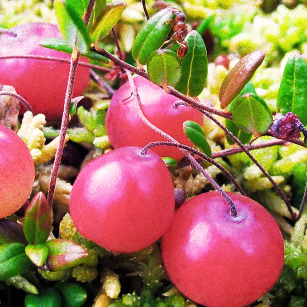 Cranberry
