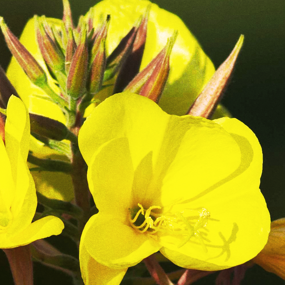 Evening Primrose