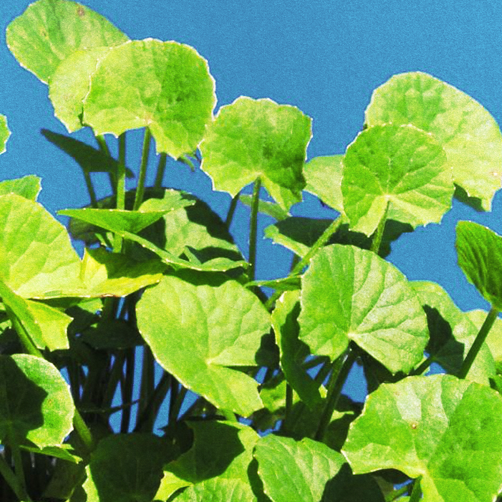 Gotu Kola