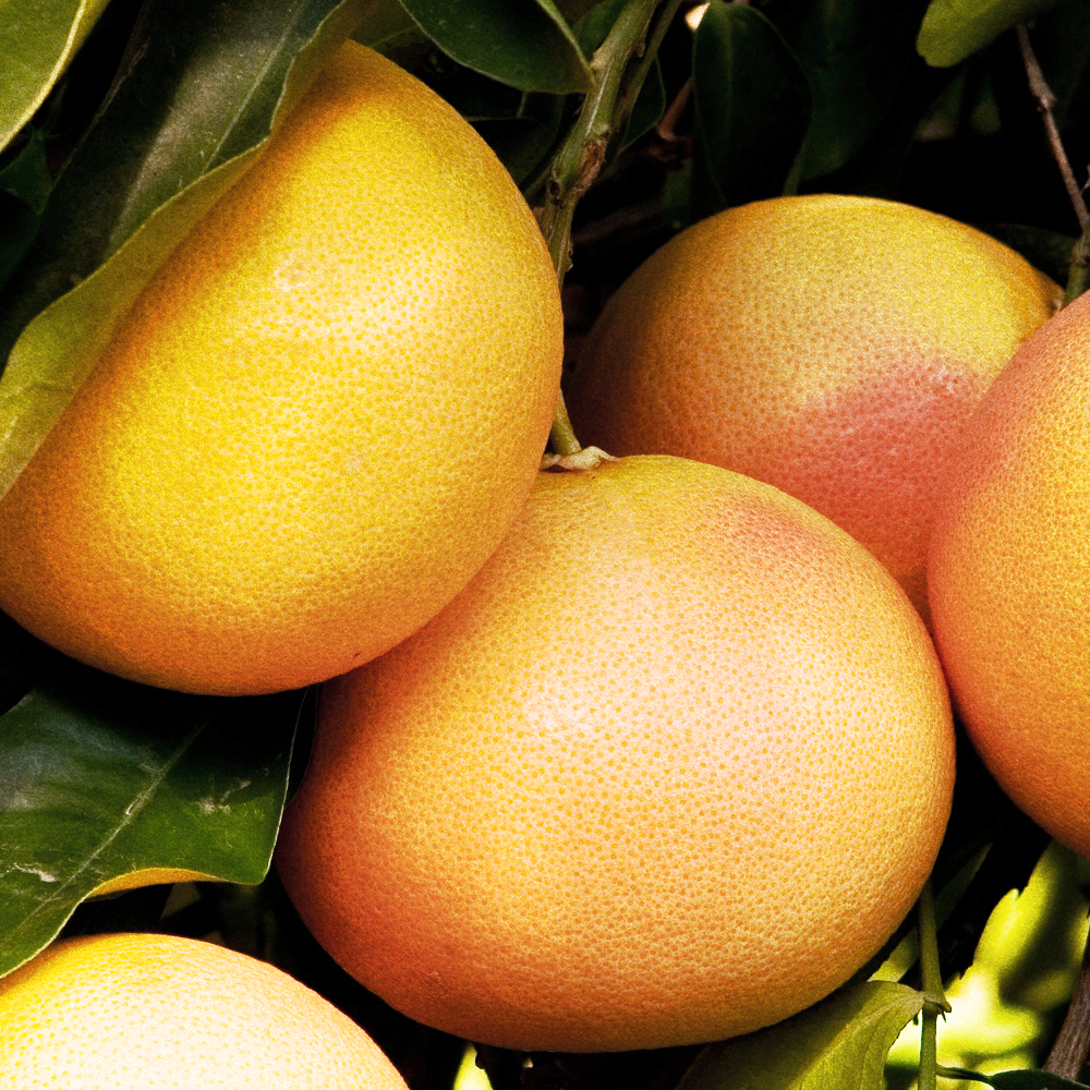 Grapefruit