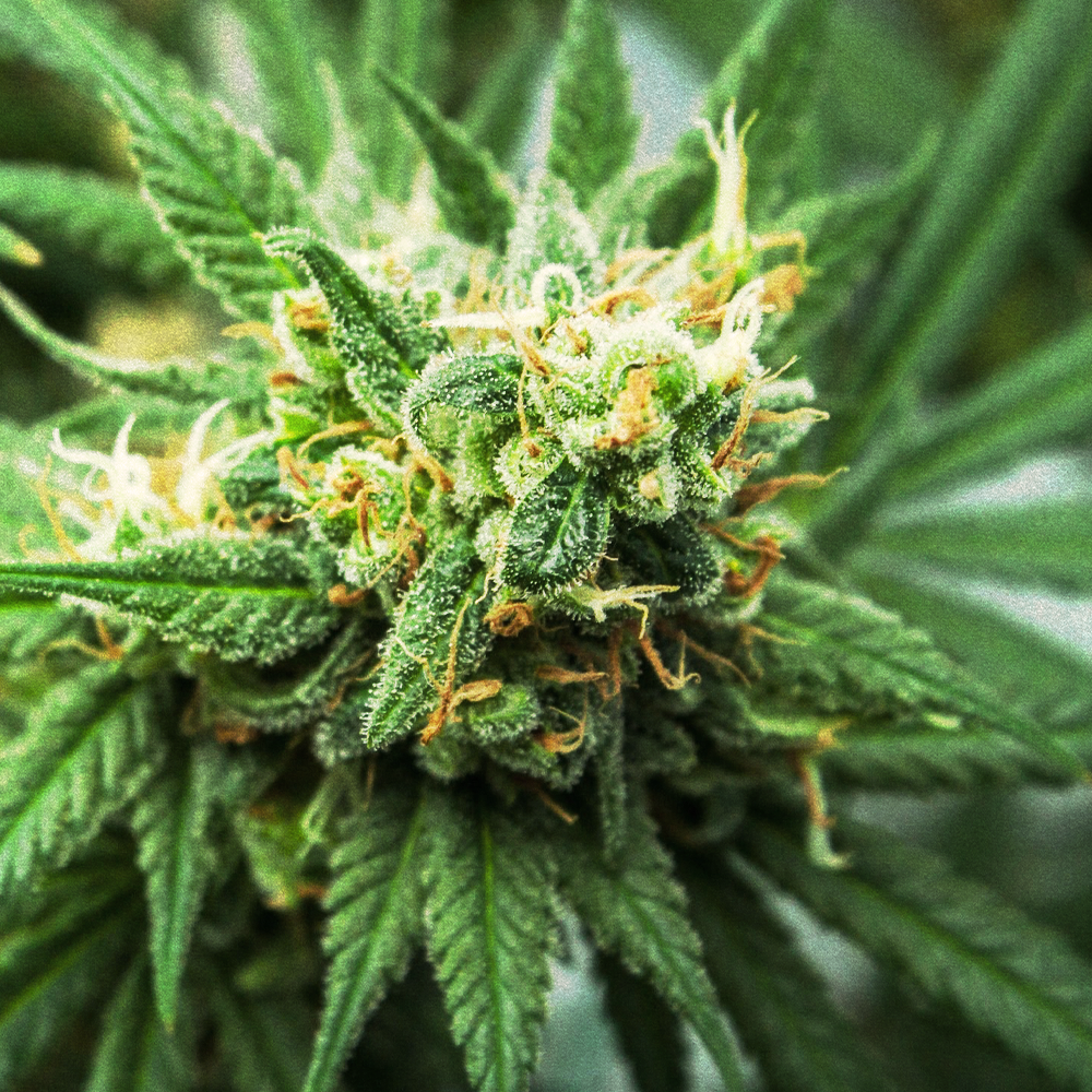 Hemp