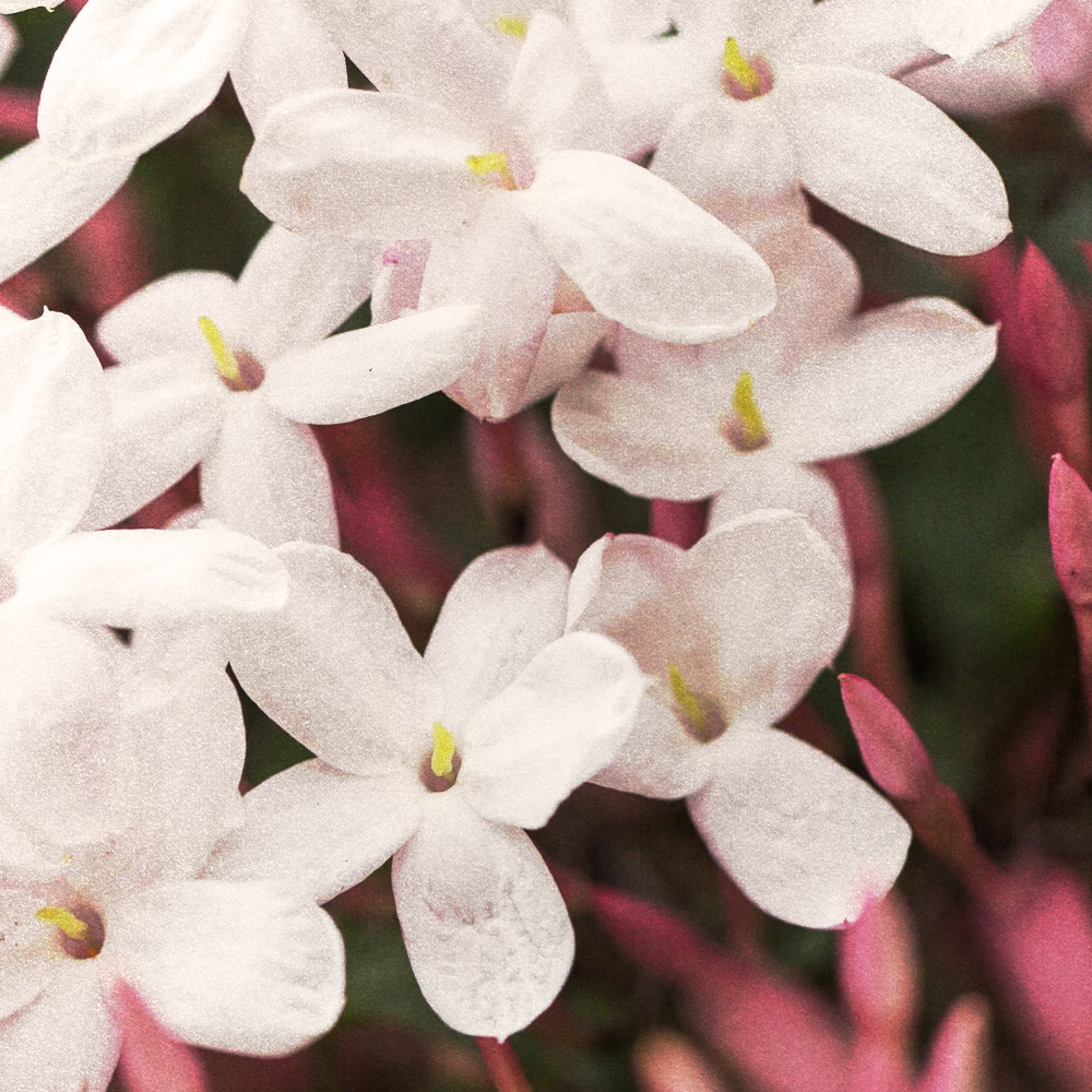 Jasmine