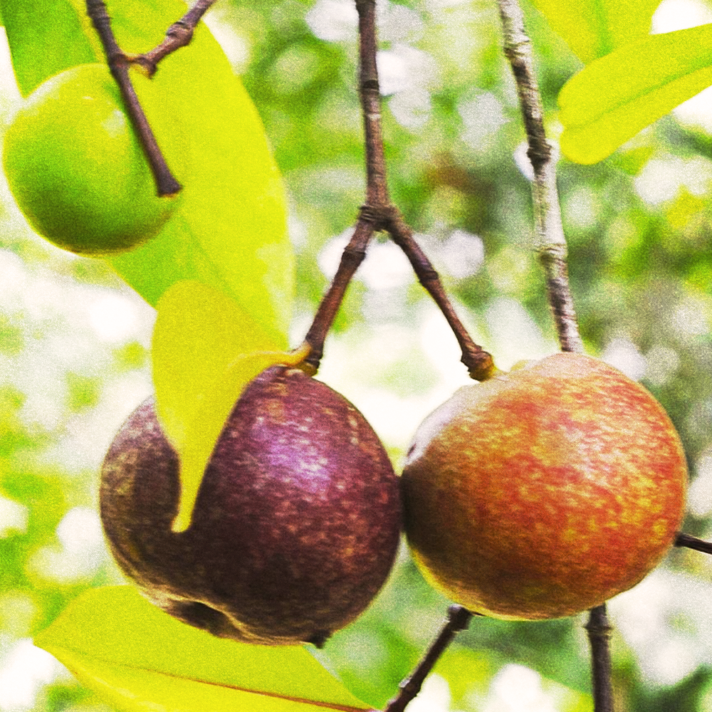 Kokum Butter