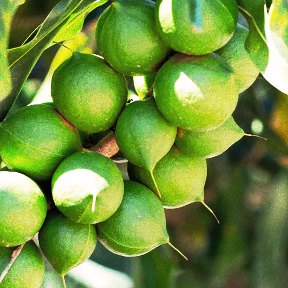 Macadamia