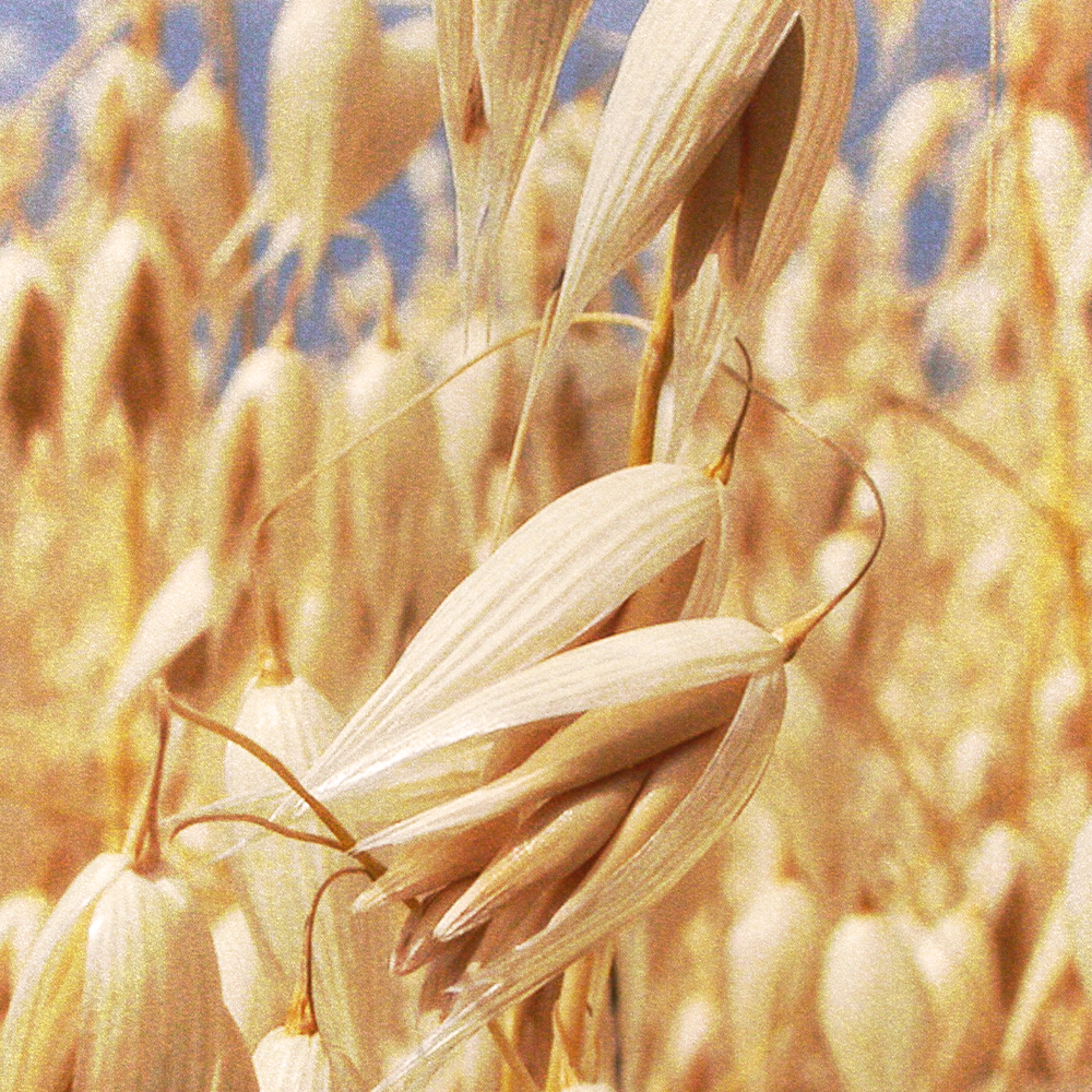 Oats