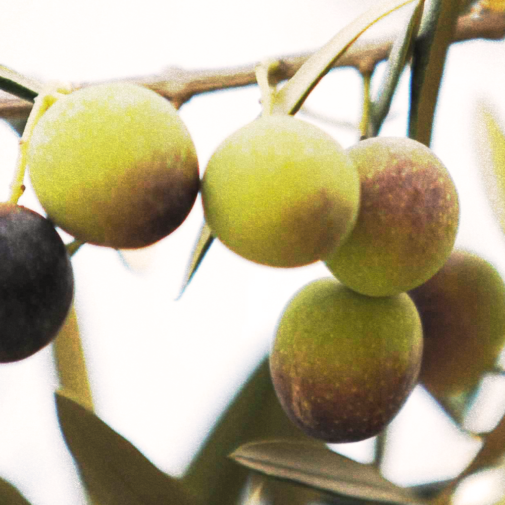 Olive Squalane