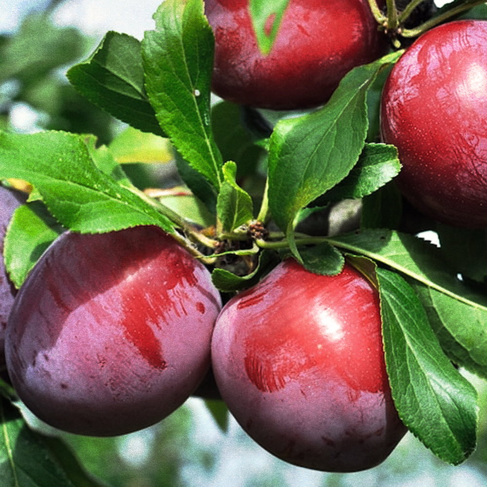 Plum Kernel