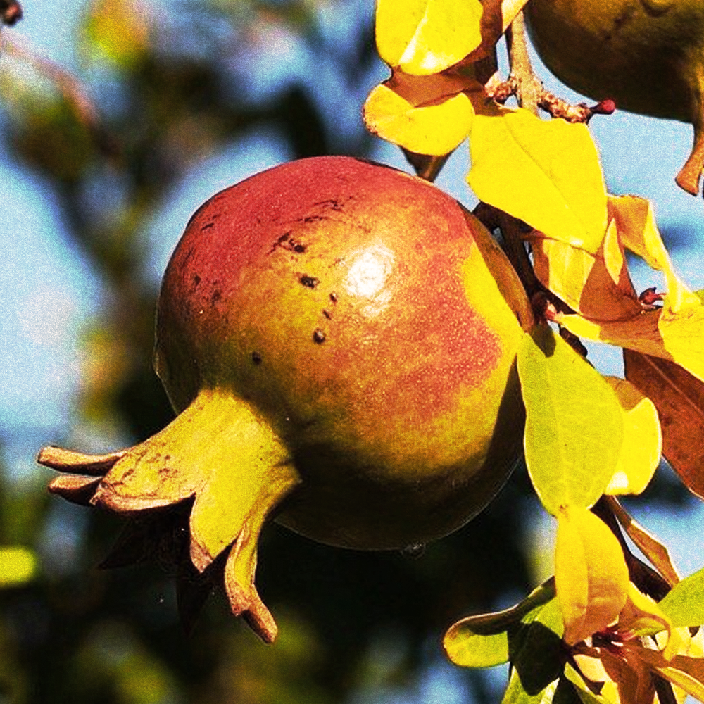 Pomegranate