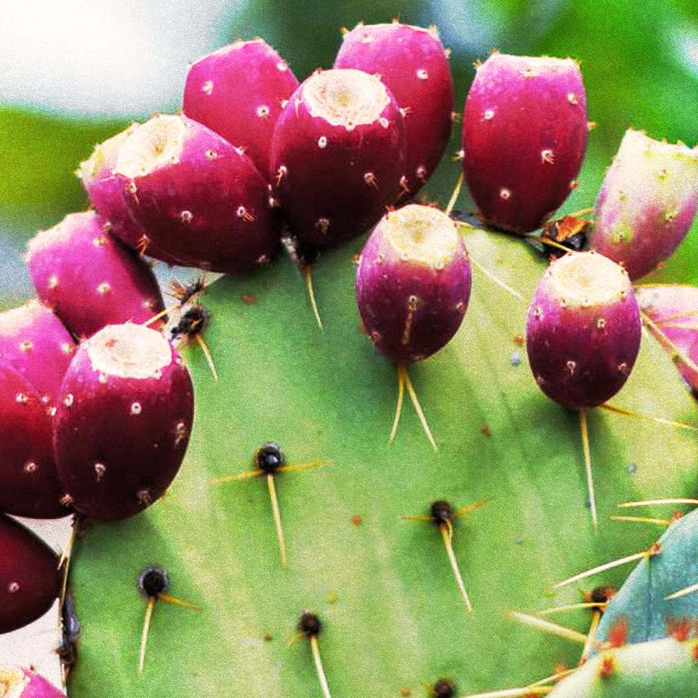 Prickly Pear