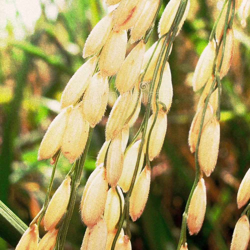 Rice Bran