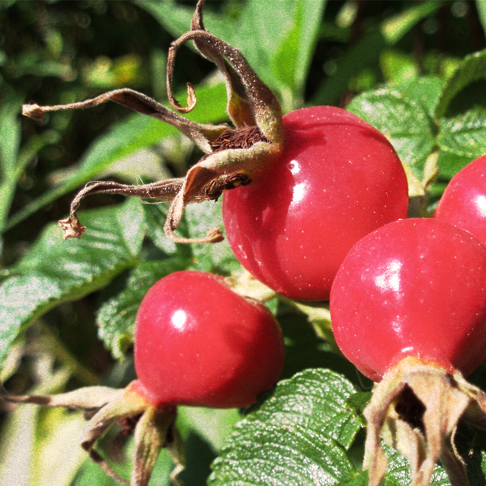 Rosehips