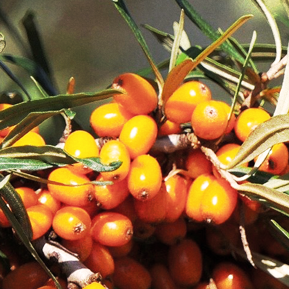 Sea Buckthorn