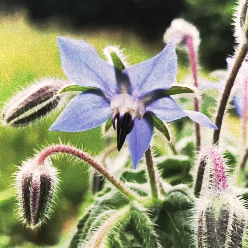 Starflower