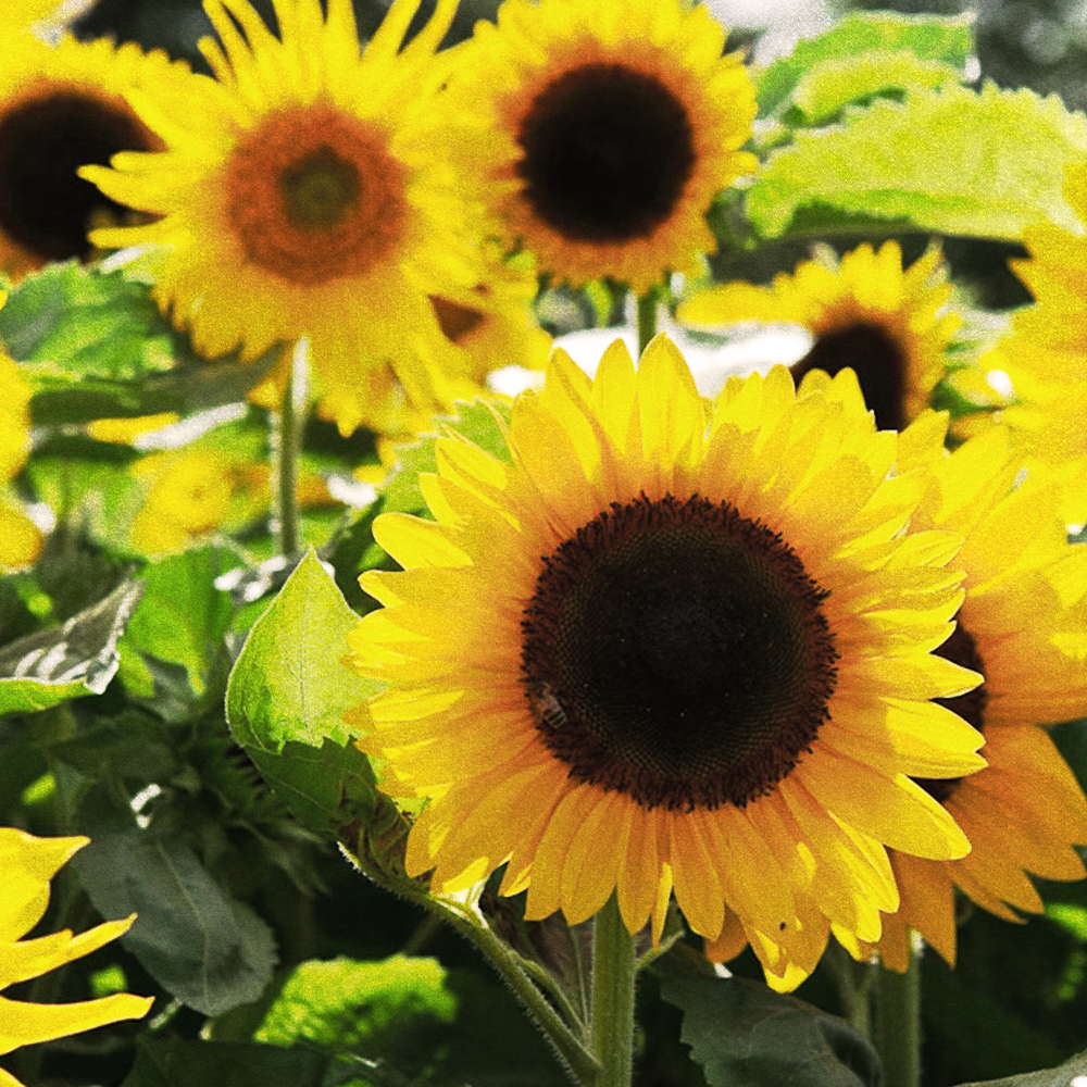 Sunflower derived cleansers
