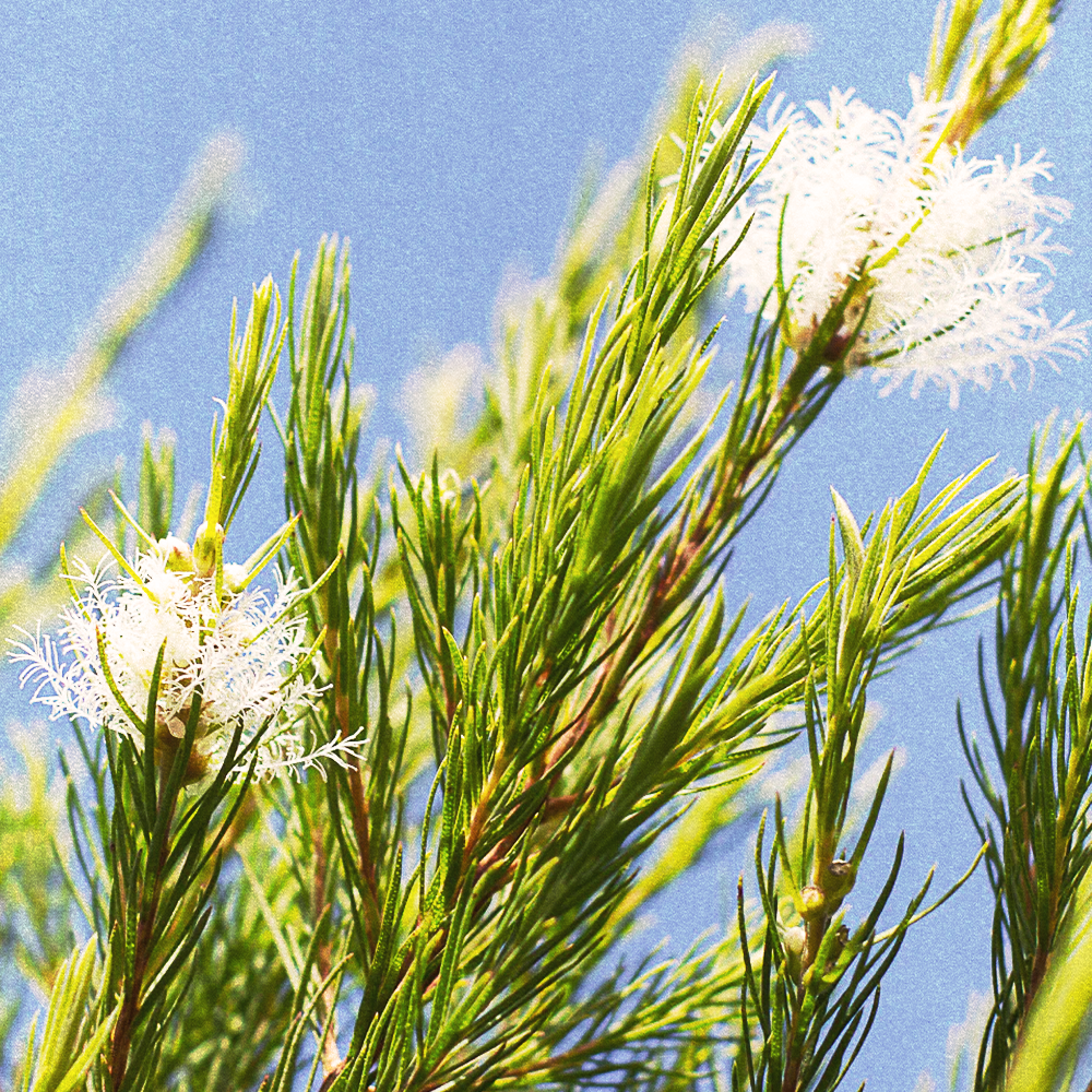 Tea Tree