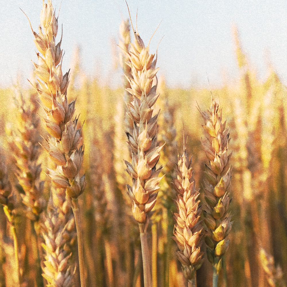 Wheatgerm